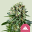 Royal Queen Seeds Semințe de canabis Critical Kush feminizate