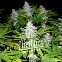 Blimburn Seeds Semena konoplje Goji OG Feminized