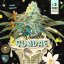 T.H.Seeds™ Seminte de canabis Vanilla Sundae, 710 Limited Special Pack, feminizate