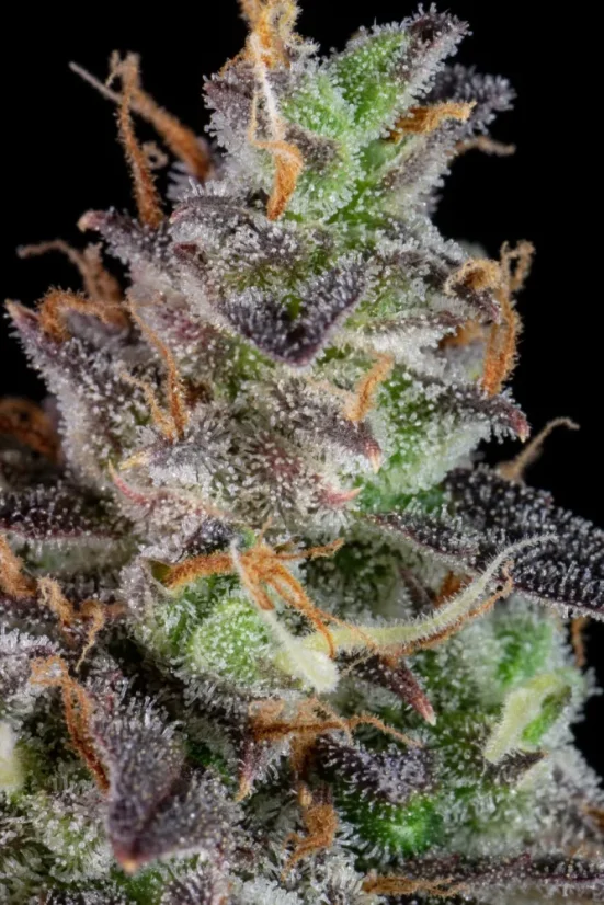 Fast Buds Sjemenke konoplje Lemon Pie Auto