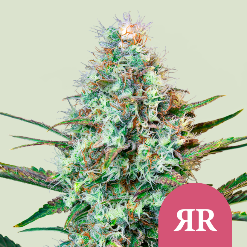 Royal Queen Seeds Seminte de canabis Royal Runtz feminizate