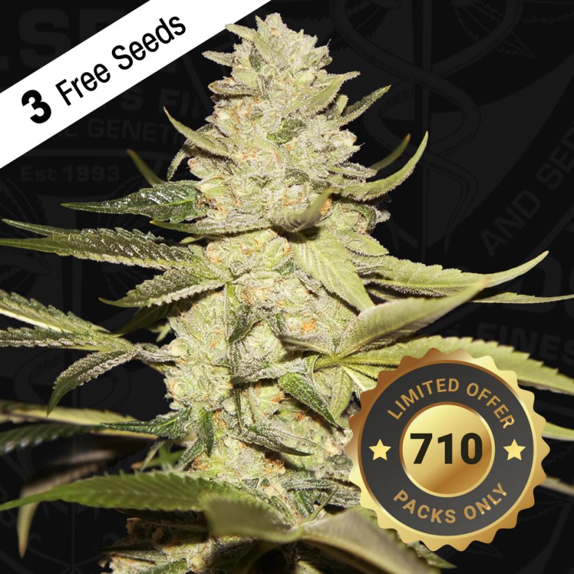 T.H.Seeds™ Semințe de canabis Planet Lemon, pachet special limitat 710, feminizate