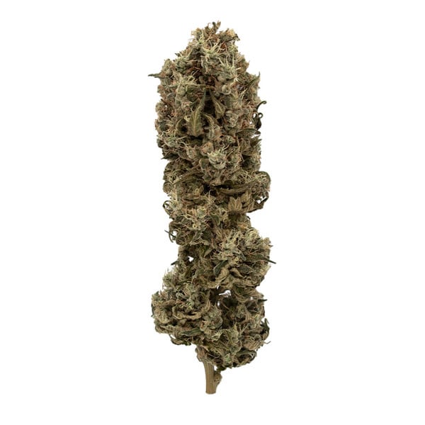 Royal Queen Seeds Seminte de Canabis Biscuiti Gelato Feminizat