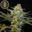 Blimburn Seeds Cannabisfrön Guanabana feminiserade