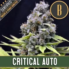 Blimburn Seeds Semillas de cannabis Critical Auto