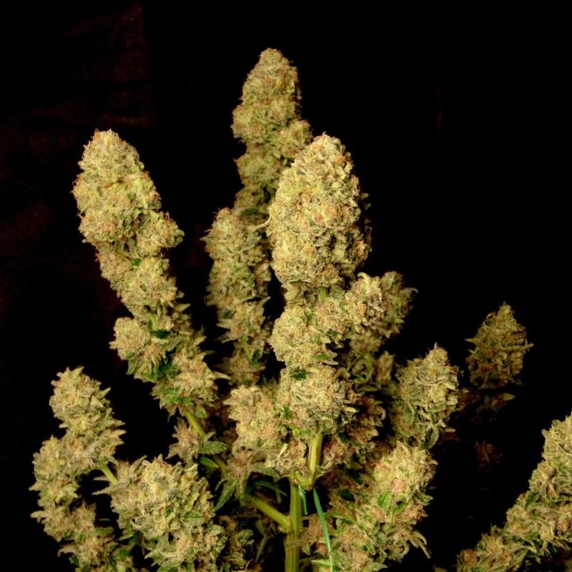 Doctor´s Choice Семена DC Kush Photo Feminized
