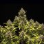 Royal Queen Seeds Graines de cannabis Blue Cheese Auto