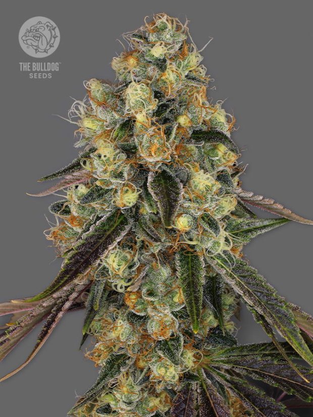 The Bulldog Seeds The Bulldog Biscoitos Feminizados, 3 e 5 pcs