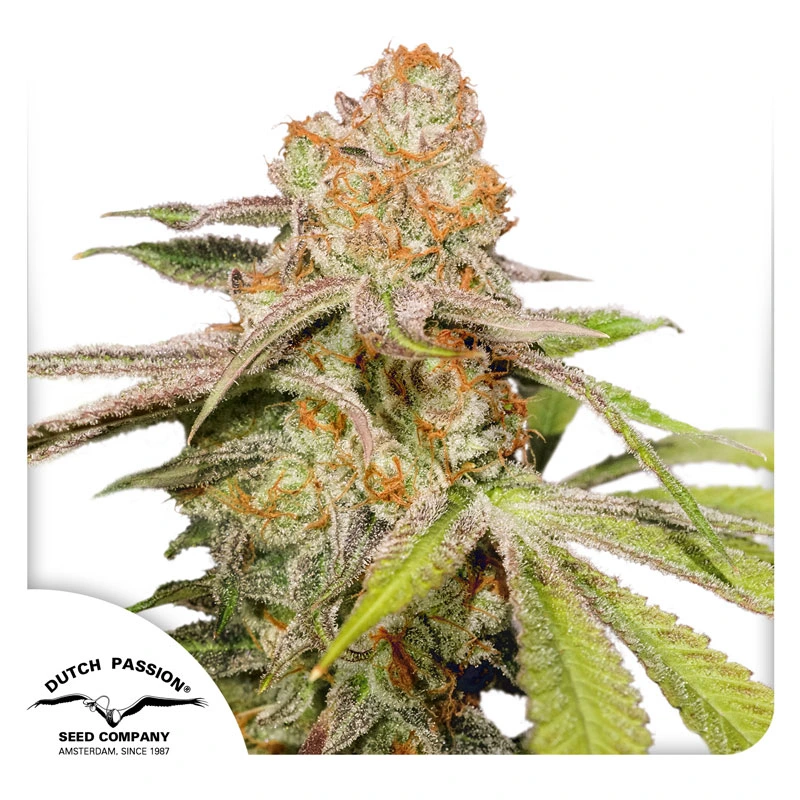 Dutch Passion Seminte de canabis Auto MAC #1® Autoflowering