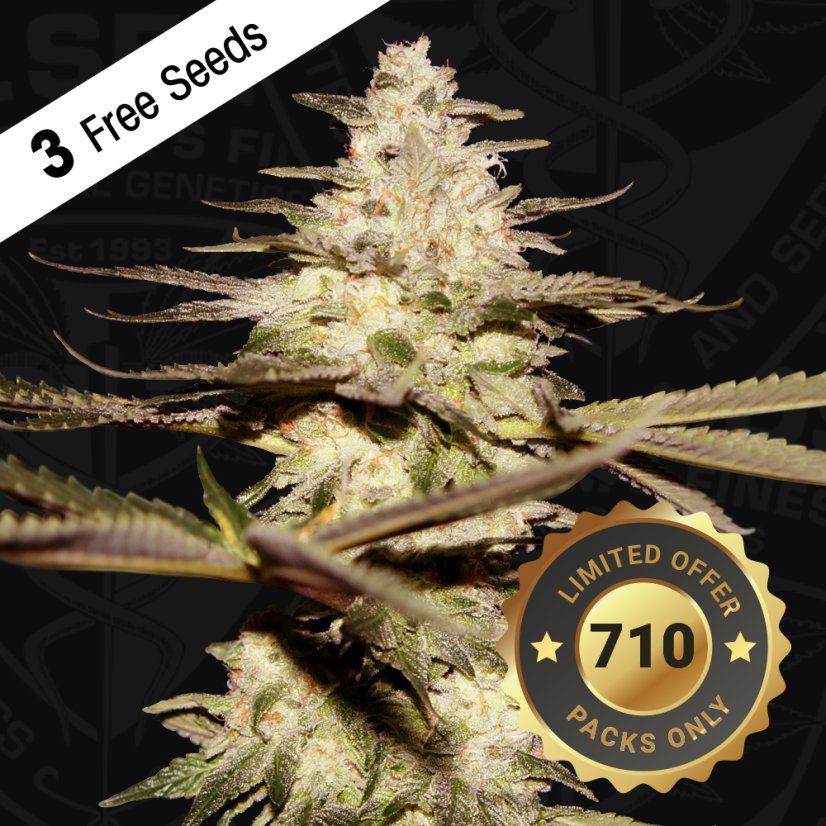 T.H.Seeds™ Semințe de canabis CaliFunk, pachet special limitat 710, feminizate