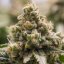 Royal Queen Seeds Seminte de canabis Green Crack Punch feminizate