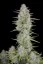 Fast Buds Semi di Cannabis Wedding Cheesecake Auto