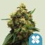 Royal Queen Seeds Cannabis Seeds Painkiller XL Feminiseret (Høj CBD)