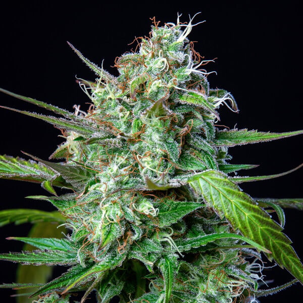 Royal Queen Seeds Seminte de canabis Mimosa Auto