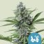 Royal Queen Seeds Cannabis Seeds Fast Eddy Auto (korkea CBD)