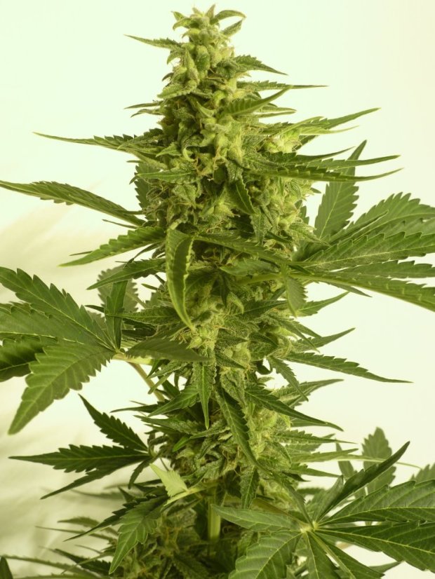 T.H.Seeds™ Seminte de canabis Auto Critical HOG™, pachet 5+1, feminizate
