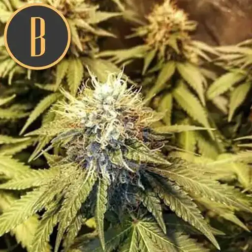 Blimburn Seeds Semena konoplje Narkosis Feminized