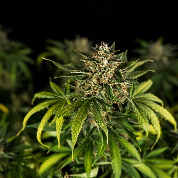 Royal Queen Seeds Seminte de canabis Green Gelato Auto