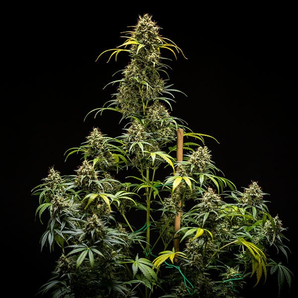 Royal Queen Seeds Seminte de canabis Triple G Auto