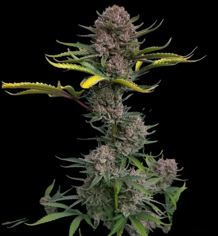 Fast Buds Cannabis Seeds Gorilla Punch Auto