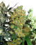 Sensi Seeds Mix de semințe de canabis feminizate®, 5-20 buc