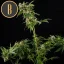 Blimburn Seeds Hanfsamen Mamba Negra Feminisiert