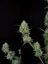 Fast Buds Насіння канабісу Jack Herer Auto