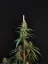Fast Buds Sjemenke konoplje Sir Auto