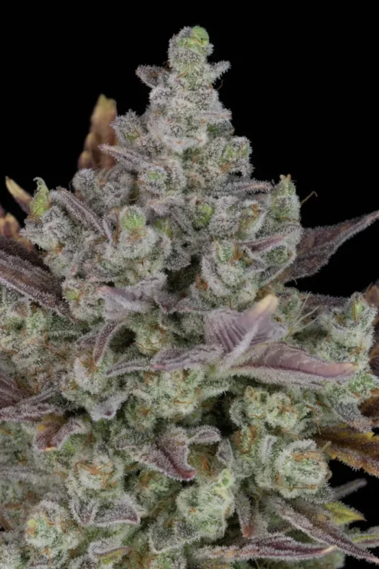 Fast Buds Cannabis Seeds Gorilla Cookies Auto
