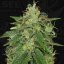 T.H.Seeds™ Semințe de canabis SAGE™, pachet 5+1, feminizate