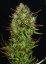 T.H.Seeds™ Seminte de canabis Auto MK-Ultra™, pachet 5+1, feminizate