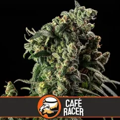 Blimburn Seeds Cannabis Seeds Cafe Racer Feminiseret