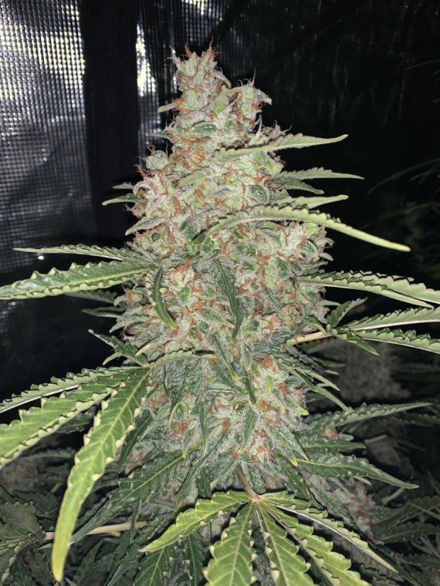 Fast Buds sjemenke konoplje OG Kush Auto