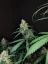 Fast Buds Sjemenke Kanabisa Cheese Auto