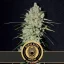 Blimburn Seeds Hanfsamen Mamba Negra Fast Blooming