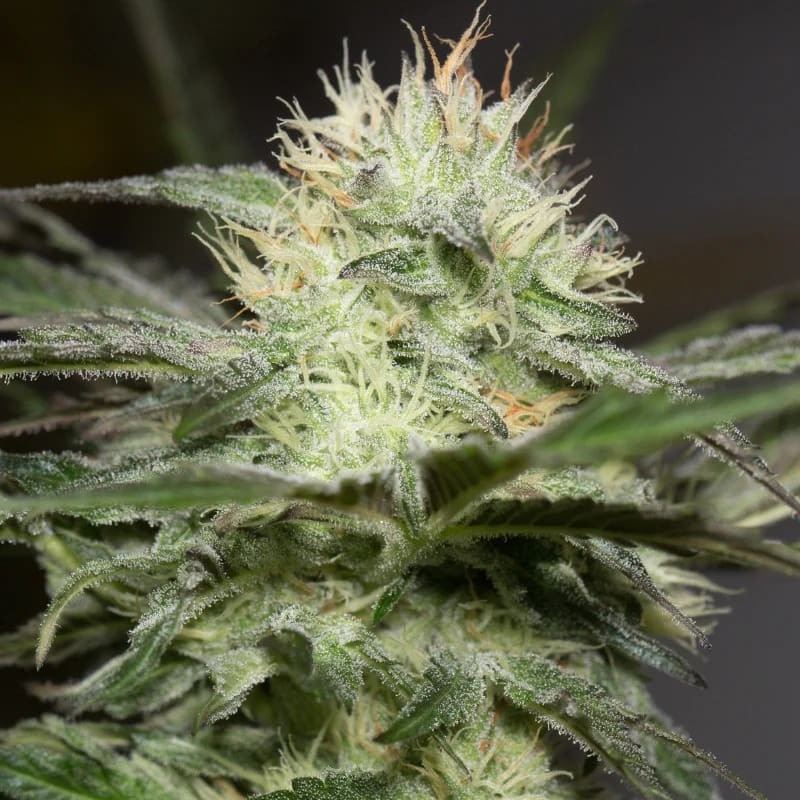 Silent Seeds Seminte de Cannabis Exotice Sorbet de Lamaie Feminizate