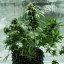 Royal Queen Seeds Seminte de canabis Royal Dwarf Auto