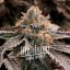 Blimburn Seeds Sjemenke konoplje Gator Breath Feminized
