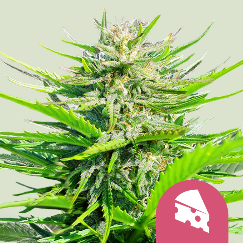 Royal Queen Seeds Semințe de canabis Royal Cheese - Feminizate rapid