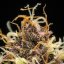 Royal Queen Seeds Cannabisfrön Do-si-dos Auto