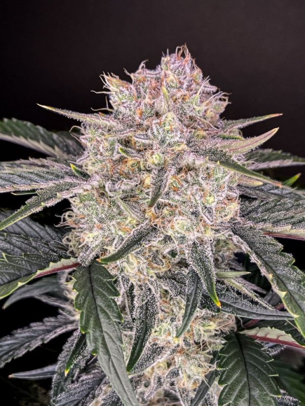 Fast Buds Sjemenke konoplje Jagoda Gorilla Auto