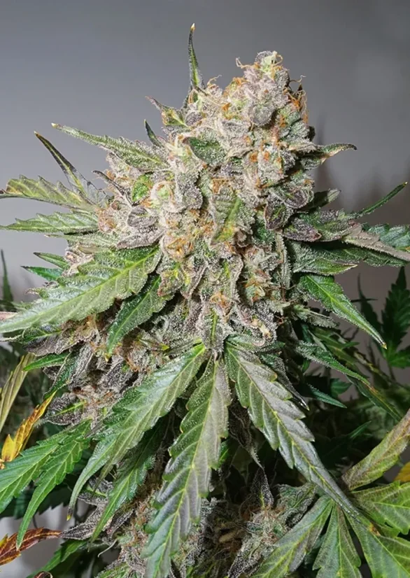 Dutch Passion Seminte de canabis Auto Gluebery OG® Autoflowering