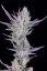 Fast Buds Sjemenke kanabisa Ljepilo za vjenčanja Auto