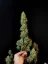 Fast Buds Насіння канабісу Jack Herer Auto