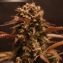 Doctor´s Choice Seeds Purple Ryder Auto Feminizate