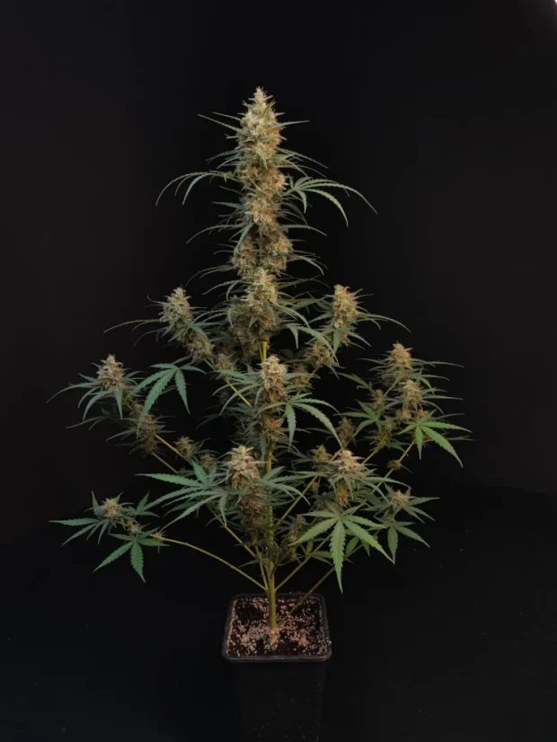 Fast Buds Sjemenke Kanabisa Chemdawg Auto