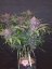 Fast Buds Cannabis Seeds Blackberry Auto