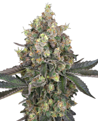 Sensi Seeds Semințe de canabis Sweet Berry Breeze feminizate de White Label, 3-10 buc.