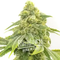Blimburn Seeds Semena konoplje Alien OG Feminized