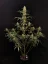 Fast Buds Насіння канабісу Jack Herer Auto